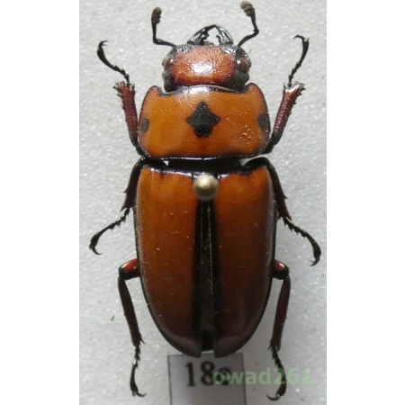 Prosopocoilus occipitalis (Hope, 1845) 23mm Philippines18e